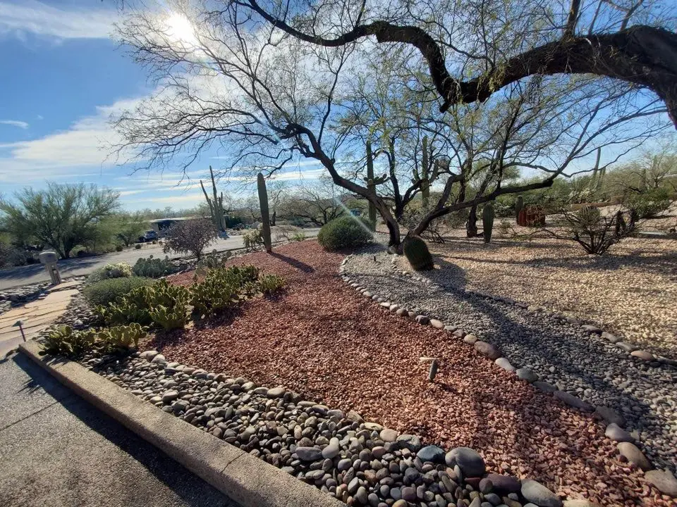 A desert landscape designed by a top Phoenix landscaping company features a dry garden with cacti and diverse desert plants, surrounded by smooth stones. A clear blue sky and sunlight filter through leafless branches, casting shadows on the ground for a serene landscape design.