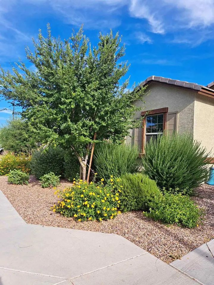 A residential house with a light gray facade sits under a clear blue sky. The front yard, designed by a renowned Phoenix landscaping company, showcases various green shrubs, a small tree, and vibrant yellow flowers. A concrete sidewalk neatly borders the garden area.